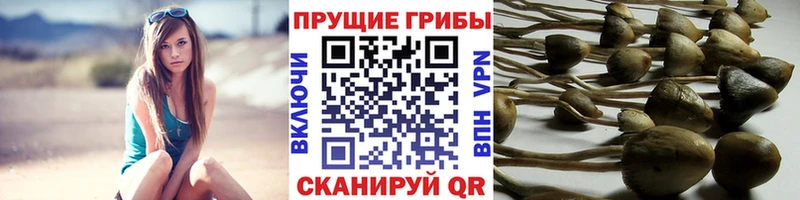 Псилоцибиновые грибы Psilocybe Карачаевск
