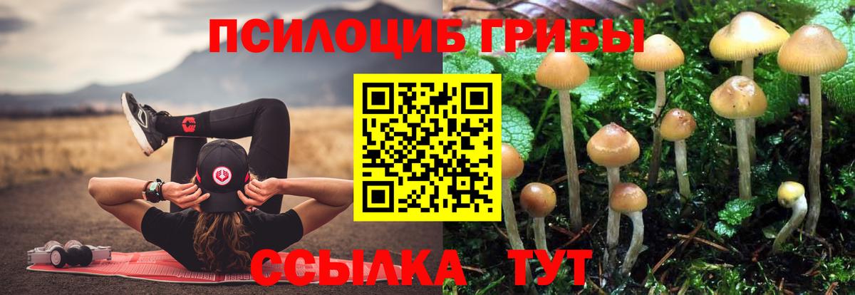 Псилоцибиновые грибы Psilocybe  Вход с VPN  Карачаевск 